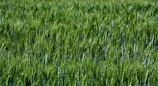A farmer examining healthy green wheat crops in a lush field.