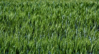 Close-up of healthy wheat plants growing in a sunlit field in Hanumangarh.