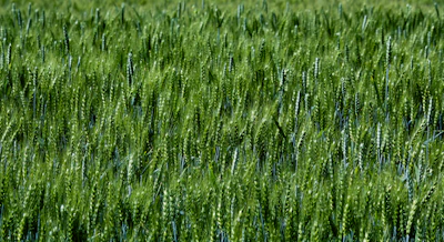 Sunlit field of Canadian-grown superfood plants swaying gently in the breeze.