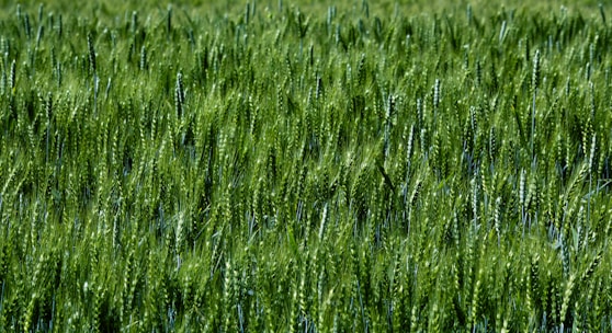 Close-up of healthy wheat plants growing in a sunlit field in Hanumangarh.