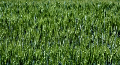 A farmer examining healthy green wheat crops in a lush field.