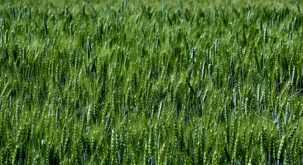 a large field of green grass with a blue sky in the background