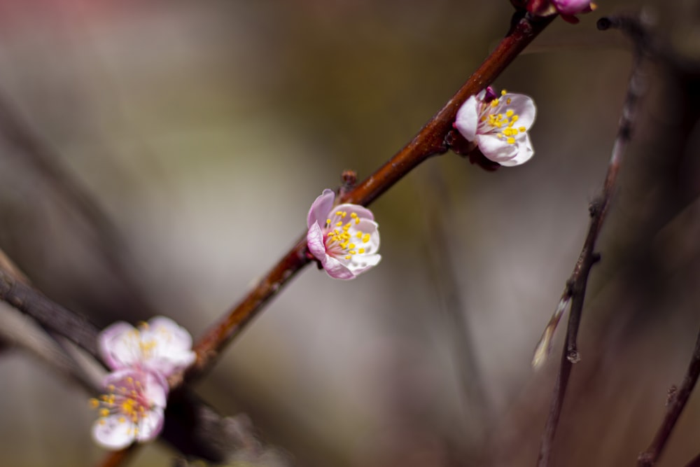 a close up of a branch with flowers on it