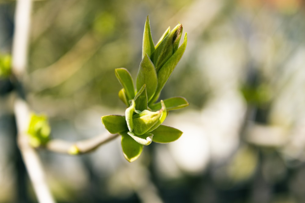 a branch of a tree with leaves and buds