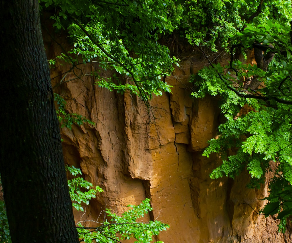 a couple of trees that are next to a cliff