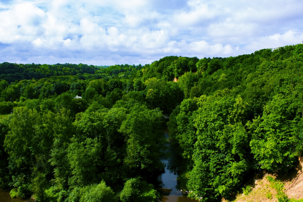 a river running through a lush green forest