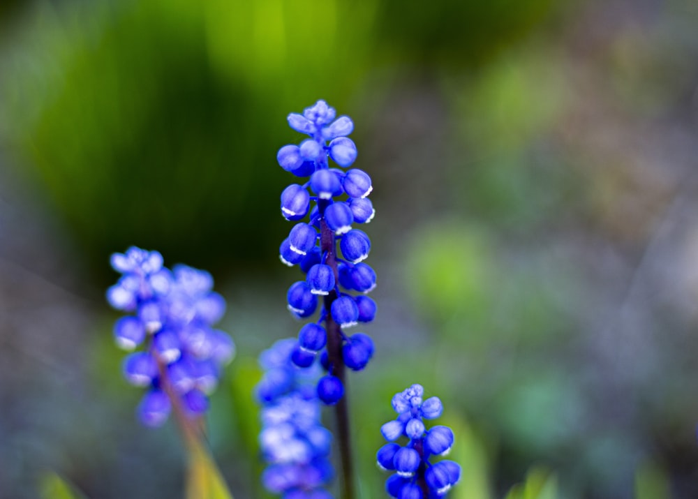 a close up of a bunch of blue flowers