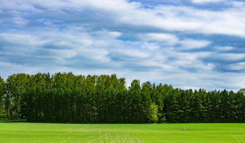 a green field with trees in the background