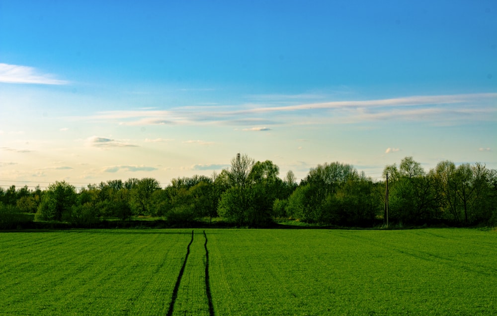 a large field of grass with trees in the background