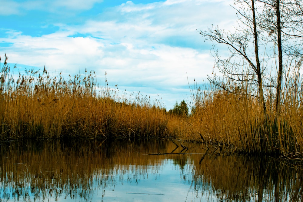 a body of water surrounded by tall grass