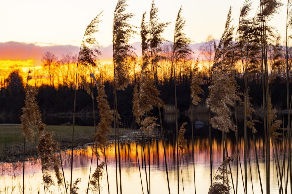 the sun is setting over a lake with reeds in the foreground