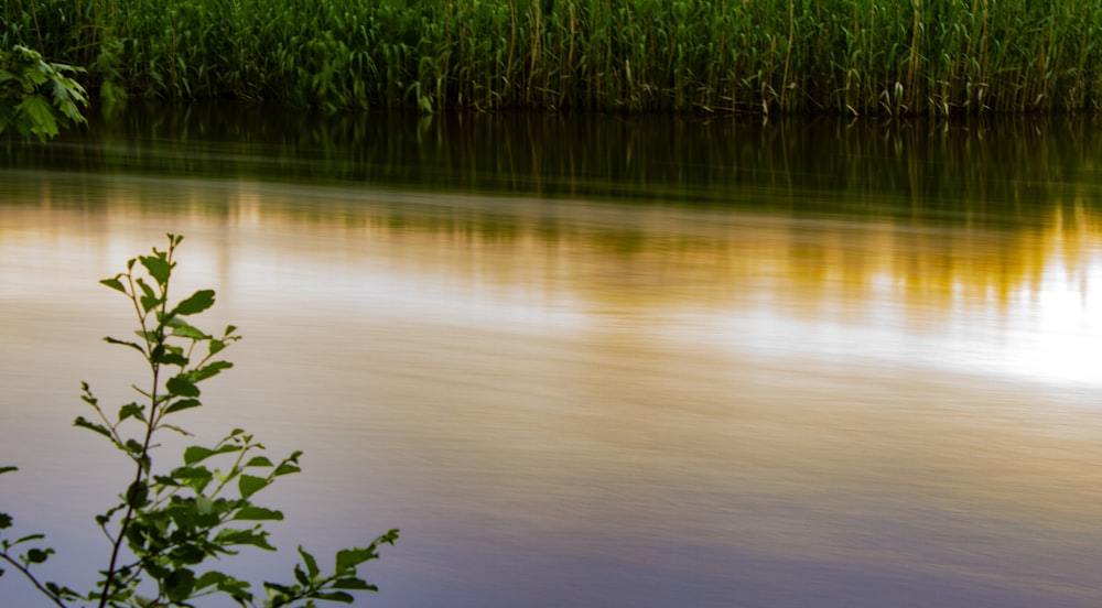 a body of water surrounded by tall grass