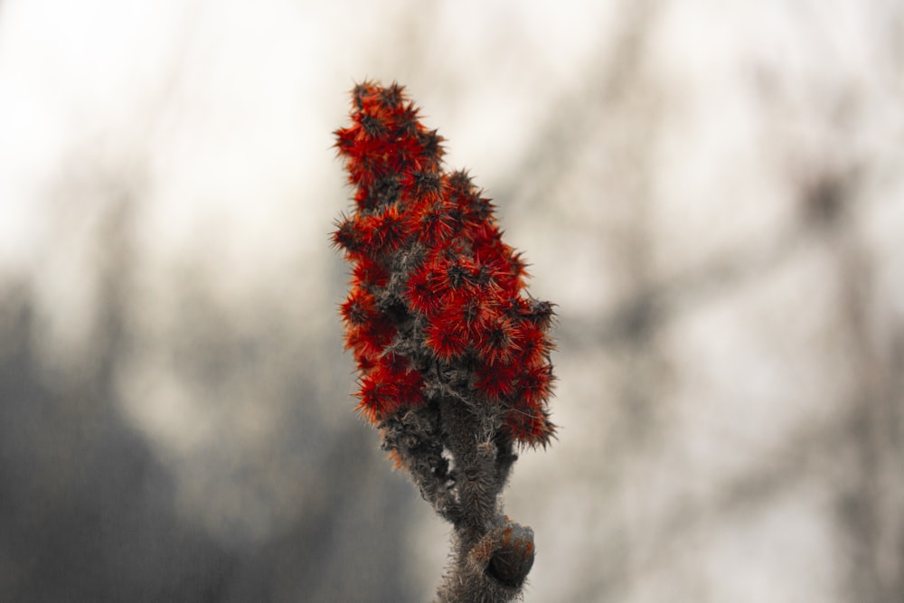 a close up of a red flower on a branch