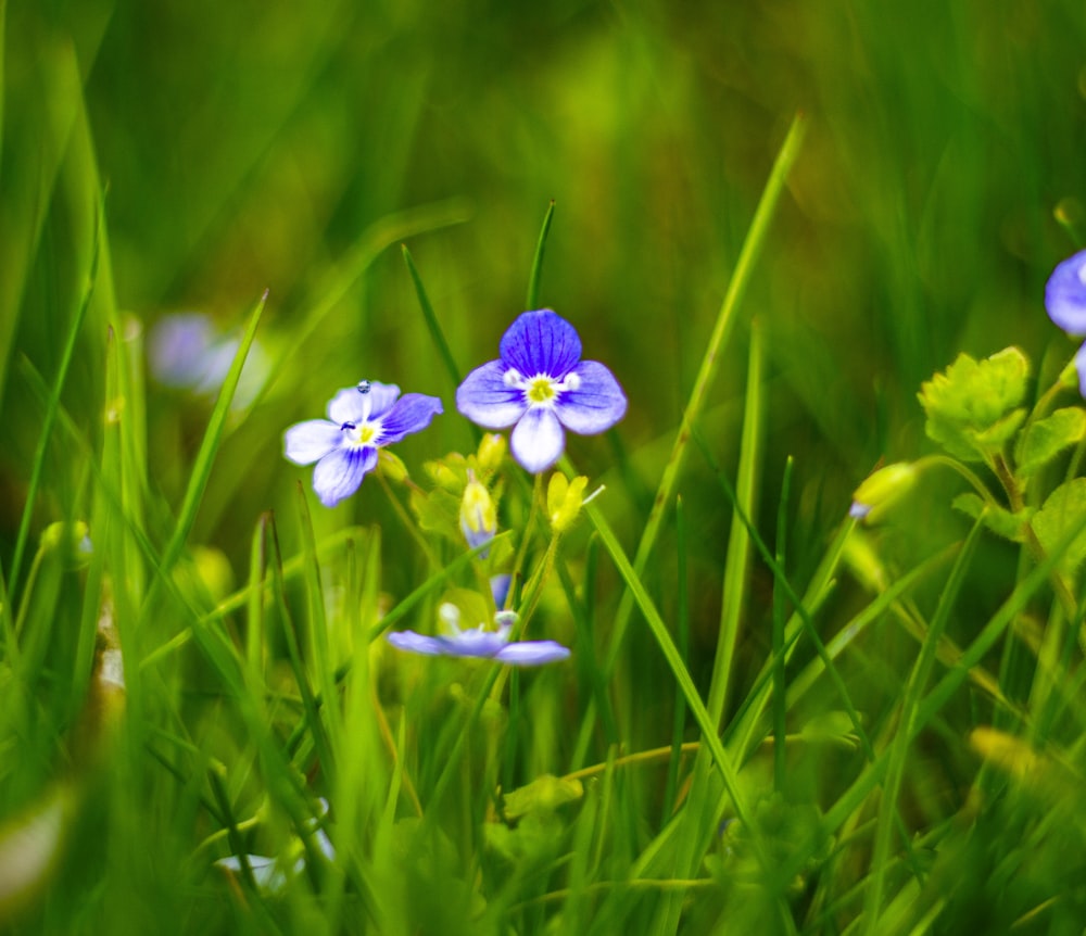a group of blue flowers sitting on top of a lush green field