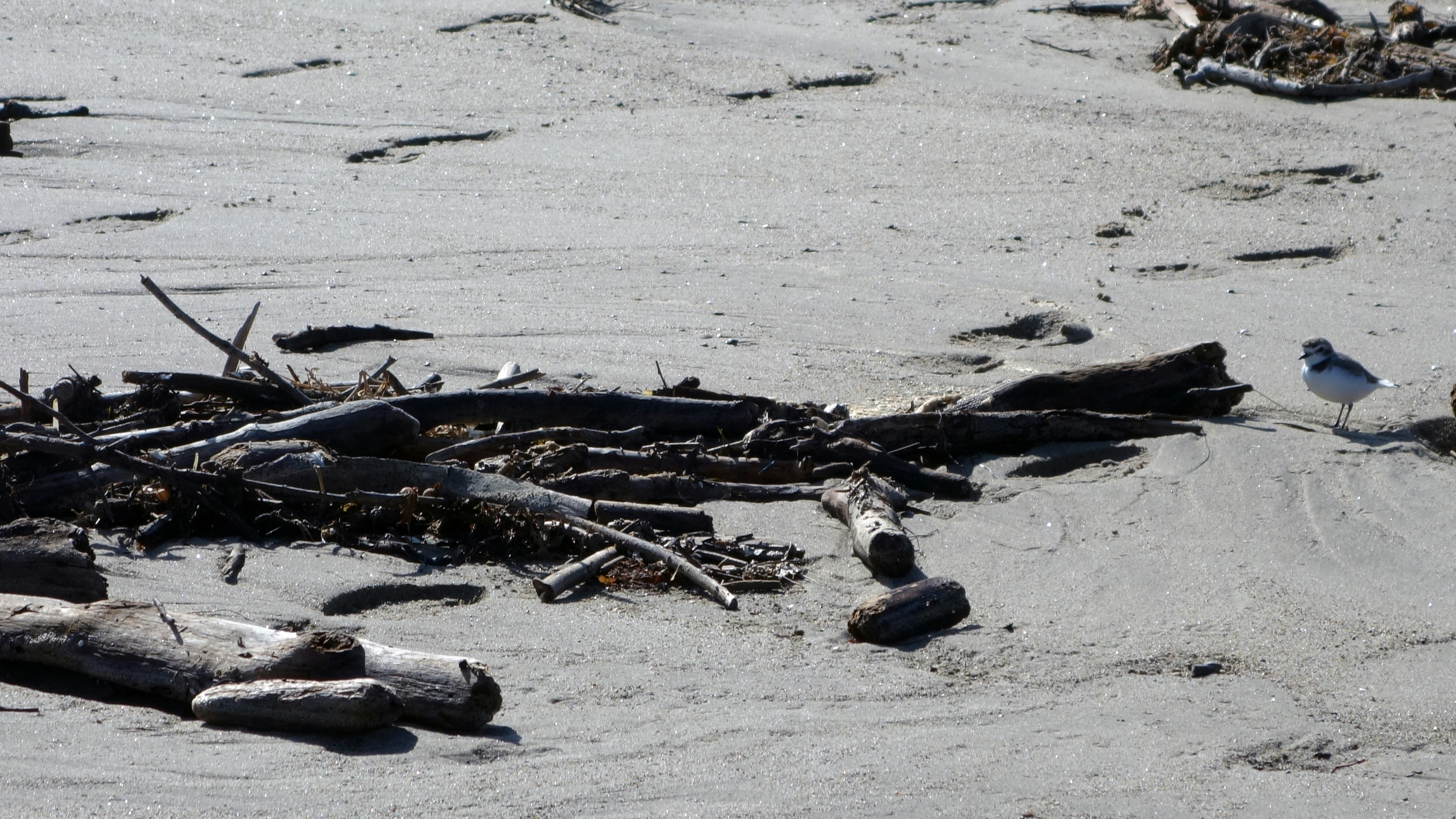 Ocean Driftwood Sculpture