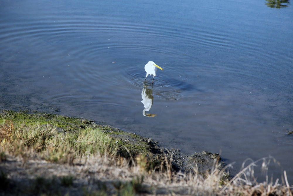 ein weißer Vogel, der in einem Gewässer steht