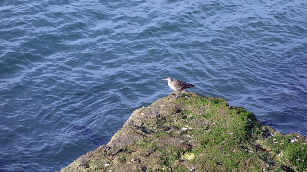 a seagull sitting on a rock in the water