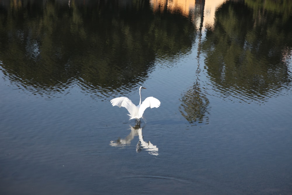 a white bird flying over a body of water