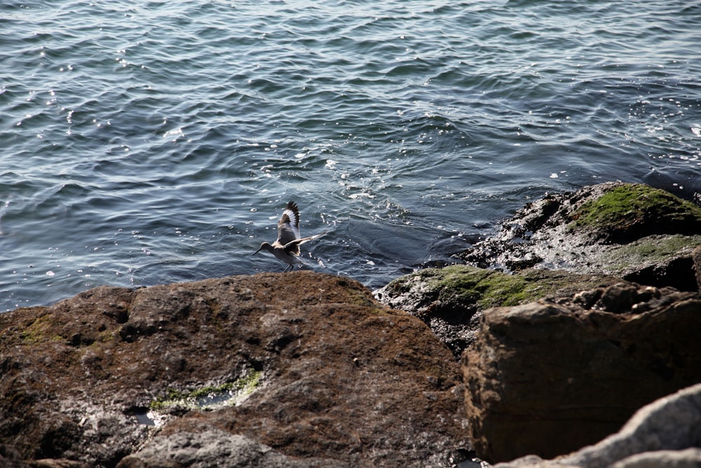 a bird is swimming in the water near some rocks