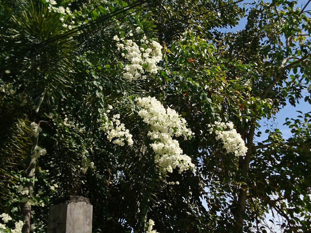 a tree with white flowers and green leaves