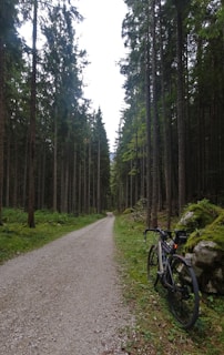 A gravel path stretches through a dense forest with tall trees on either side, leading into the distance. A bicycle is parked on the right side of the path near the edge of the forest, with lush green moss and rocks nearby.