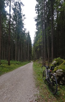 A gravel path stretches through a dense forest with tall trees on either side, leading into the distance. A bicycle is parked on the right side of the path near the edge of the forest, with lush green moss and rocks nearby.