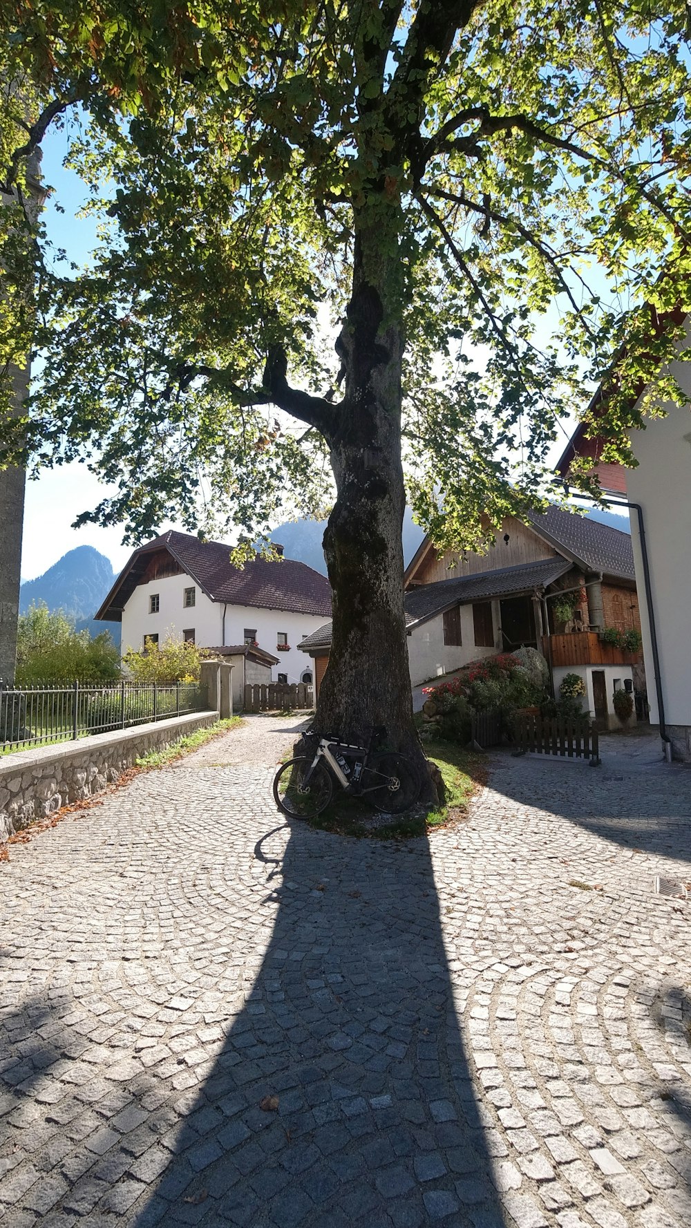 a bicycle parked under a tree on a cobblestone road