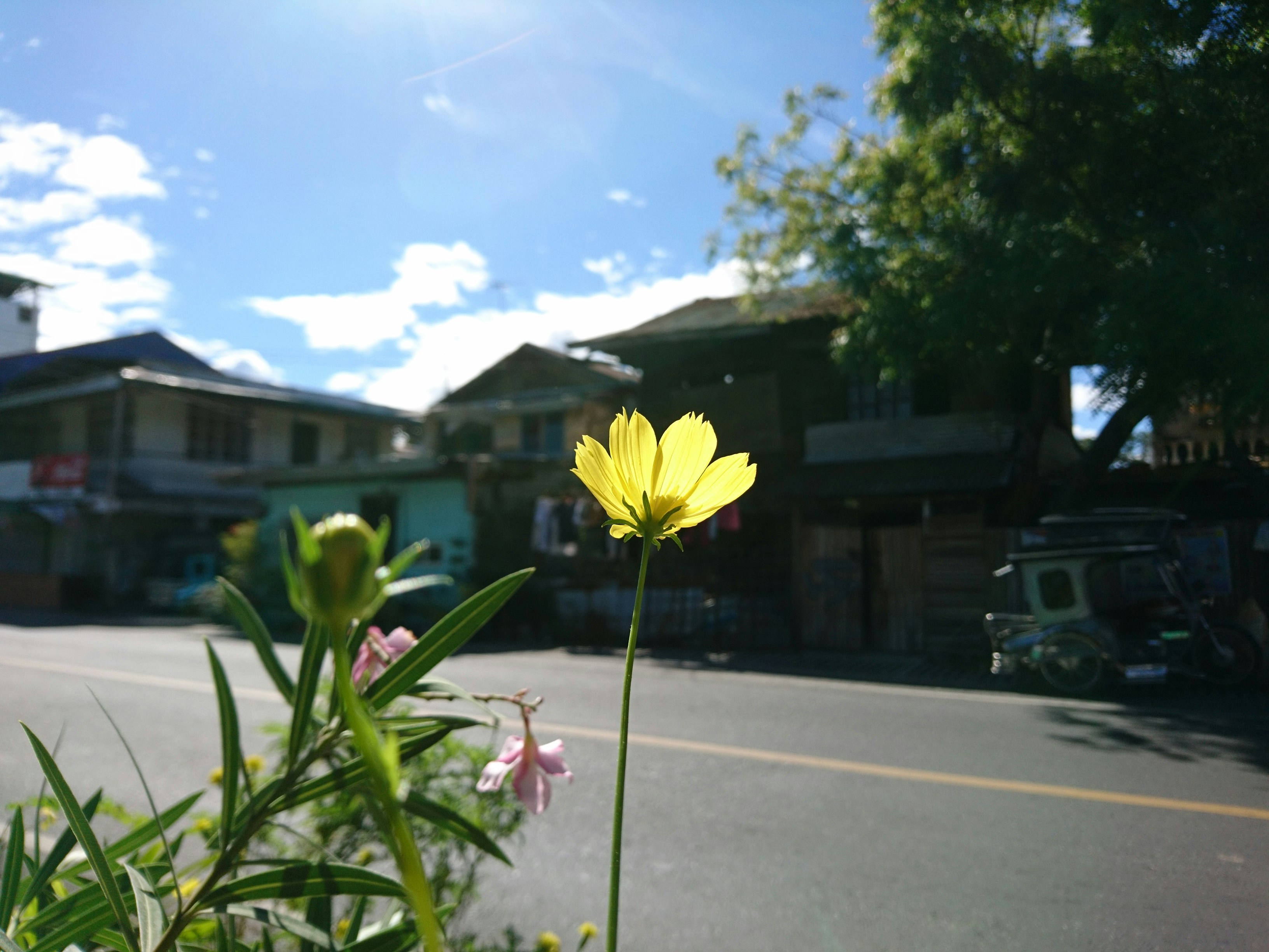 a yellow flower in the middle of a street