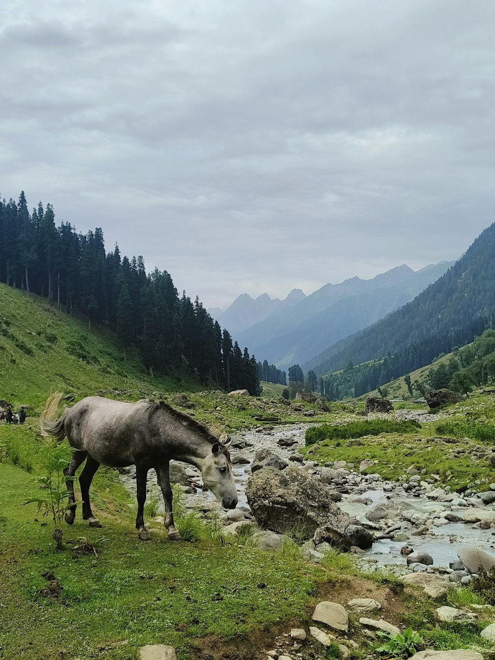 a horse is standing in the grass near a stream