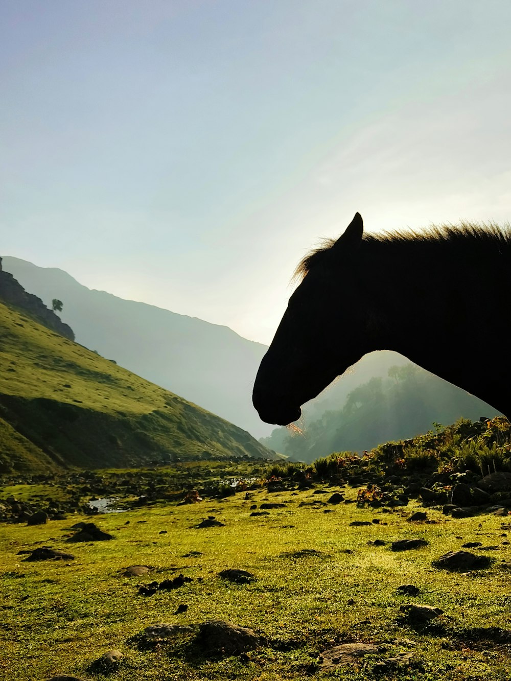 a horse standing on top of a lush green hillside