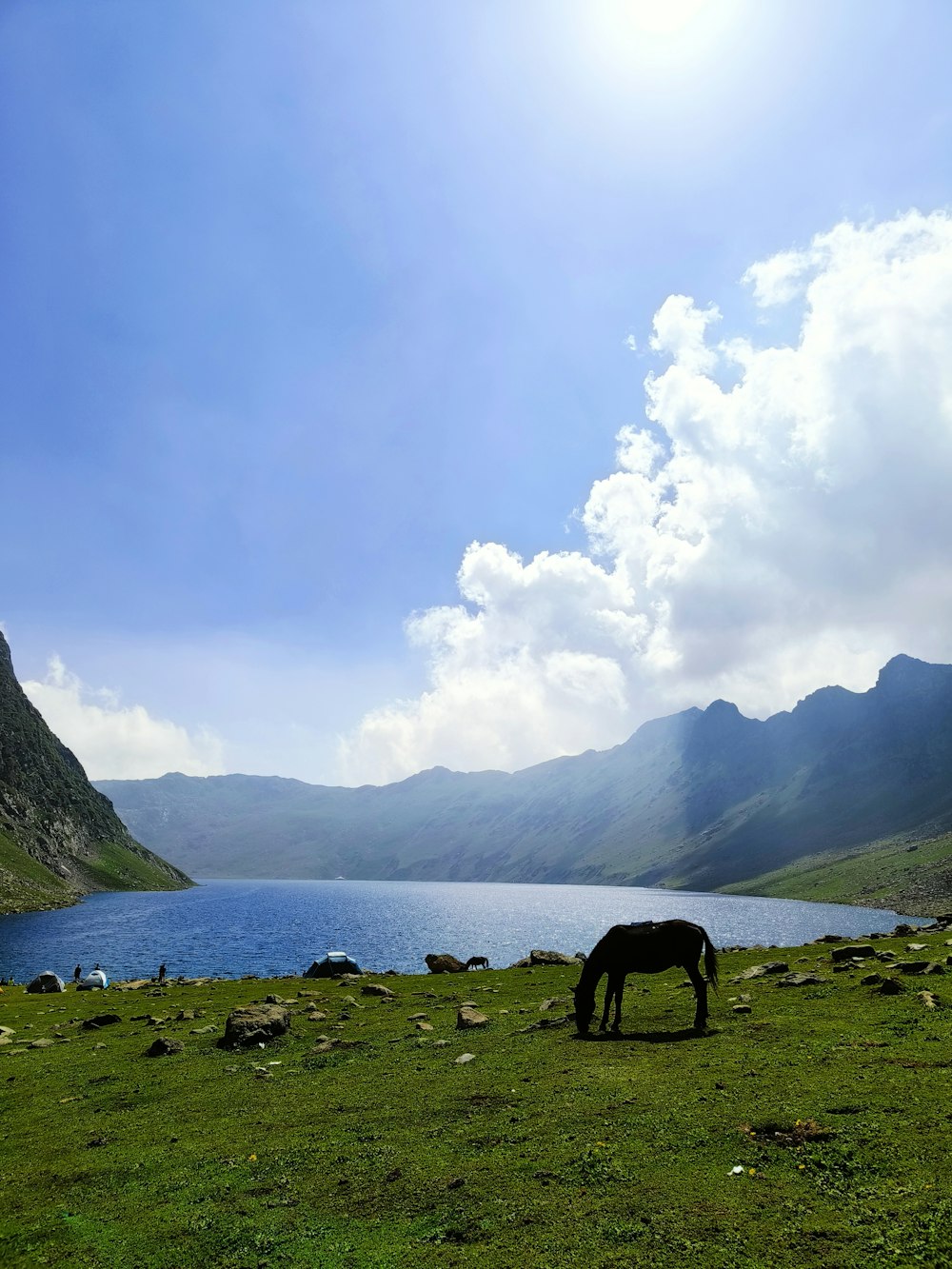 a horse grazing in a field near a lake