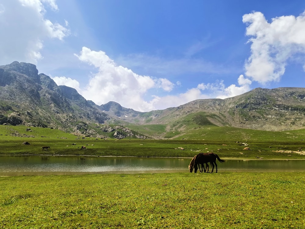 a horse grazing in a field with mountains in the background