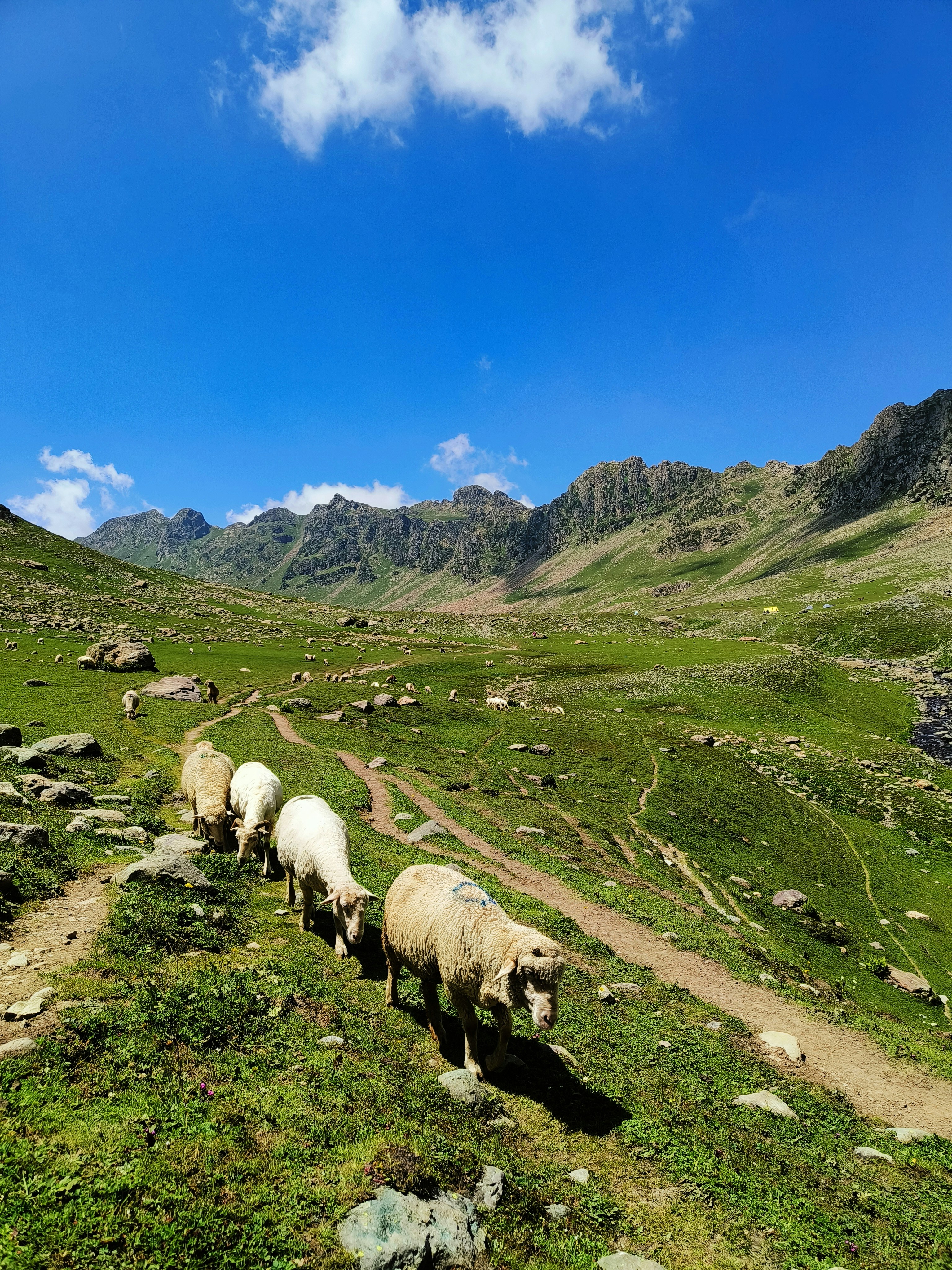 a herd of sheep walking across a lush green hillside