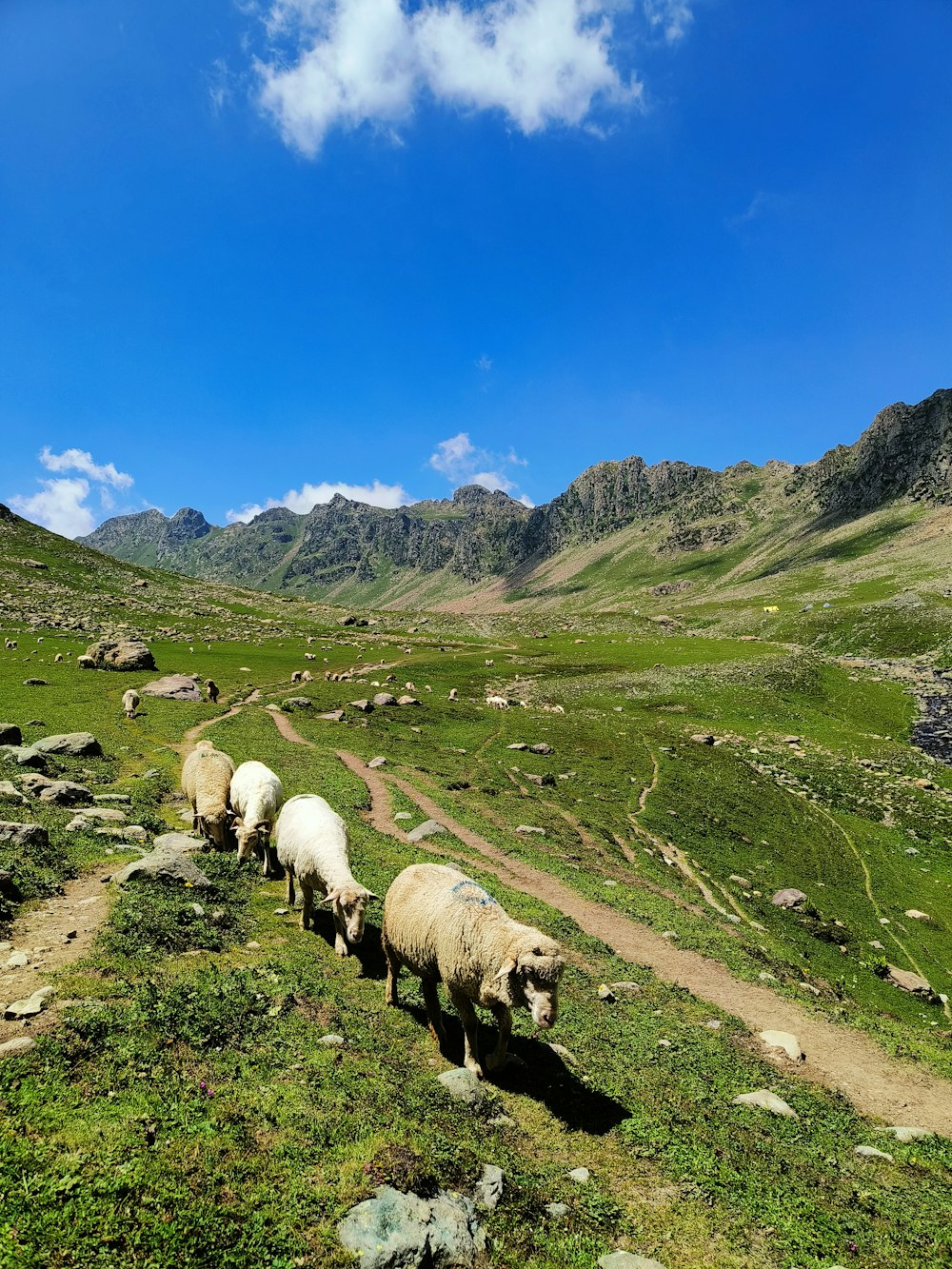 a herd of sheep walking across a lush green hillside