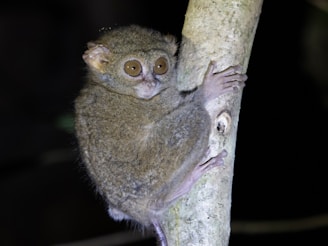 A small primate with large, round eyes clings to a tree branch in a nocturnal setting. Its fur is a soft grayish-brown, and it has slender limbs with long fingers and toes.