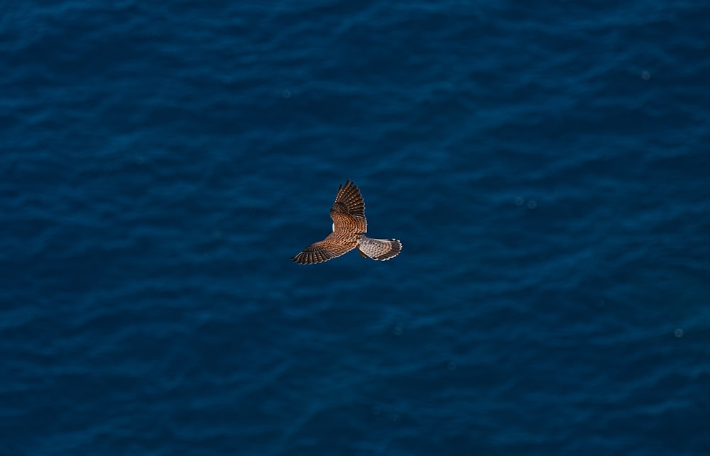 a bird flying over a body of water