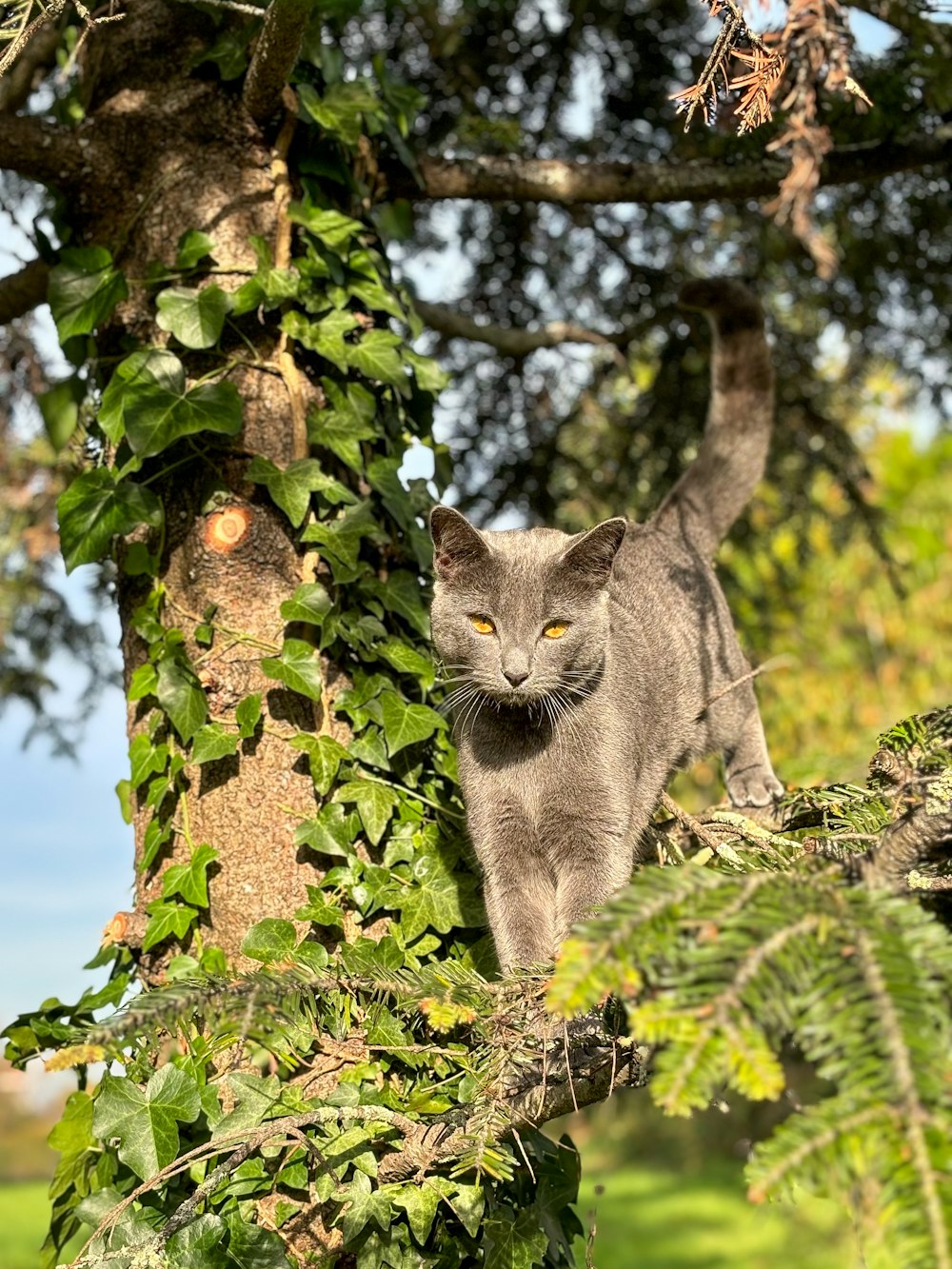 a gray cat standing on top of a tree branch