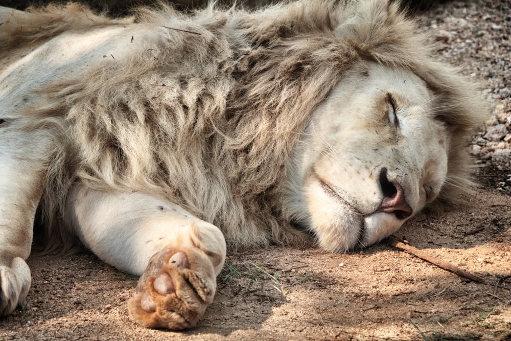 a large white lion laying on top of a dirt field