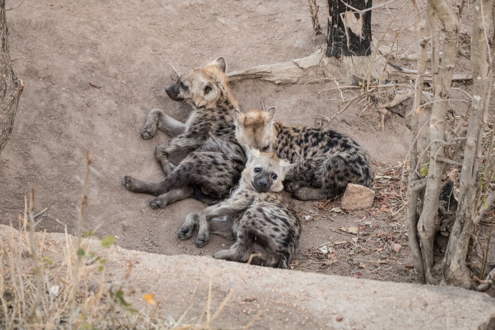 a group of hyenas laying on the ground