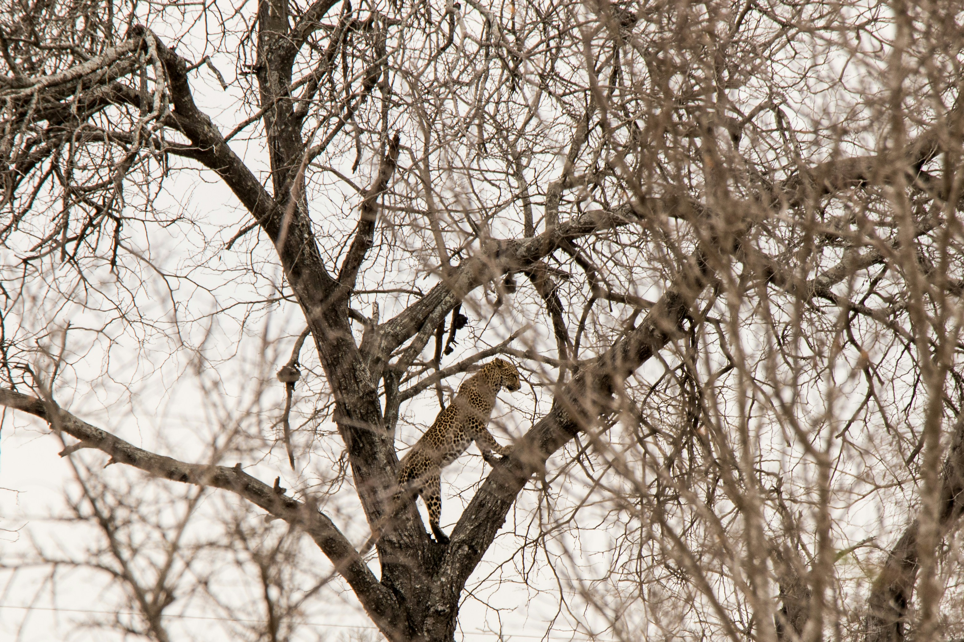 a bird sitting in a tree with no leaves