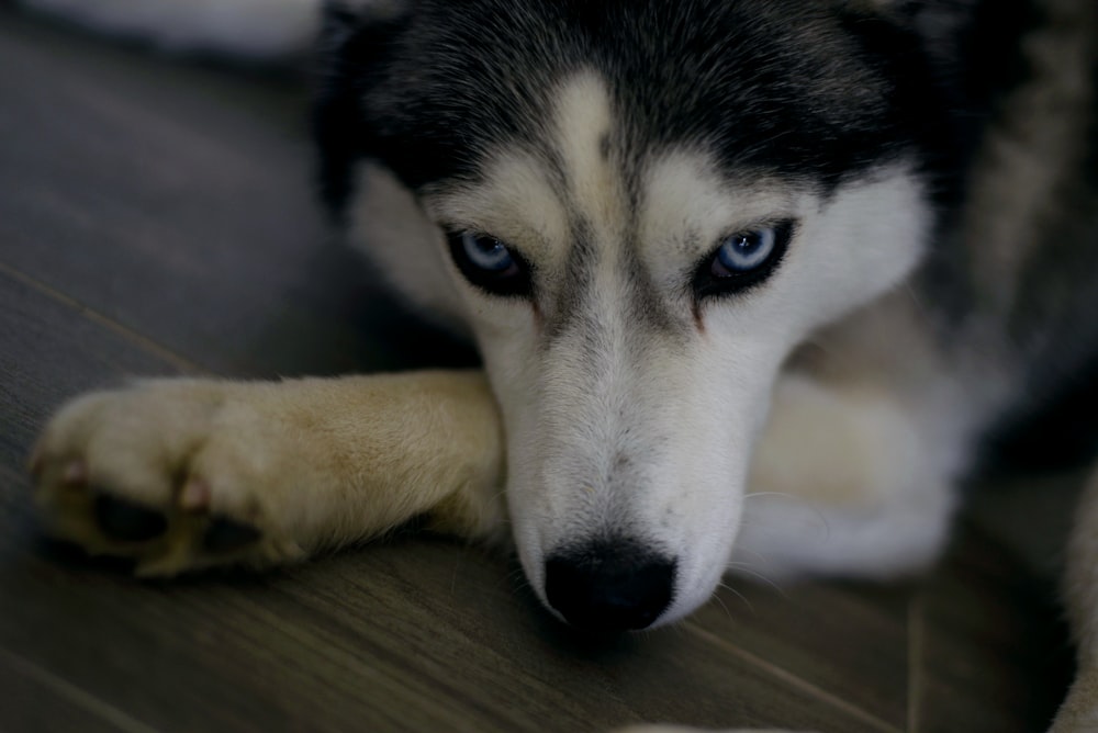 a close up of a dog laying on the floor