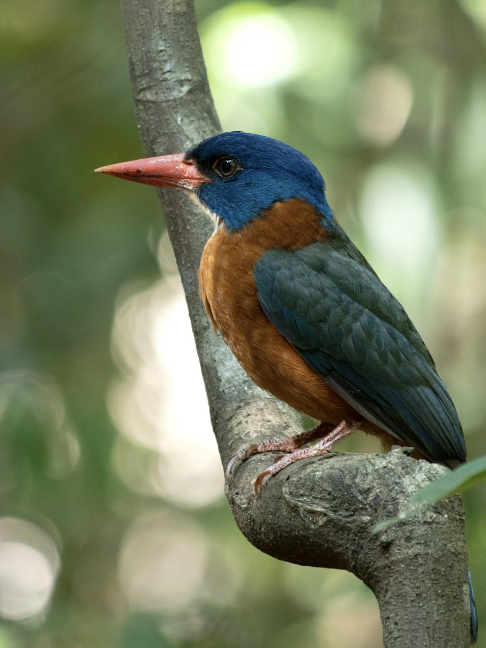 a colorful bird perched on a tree branch