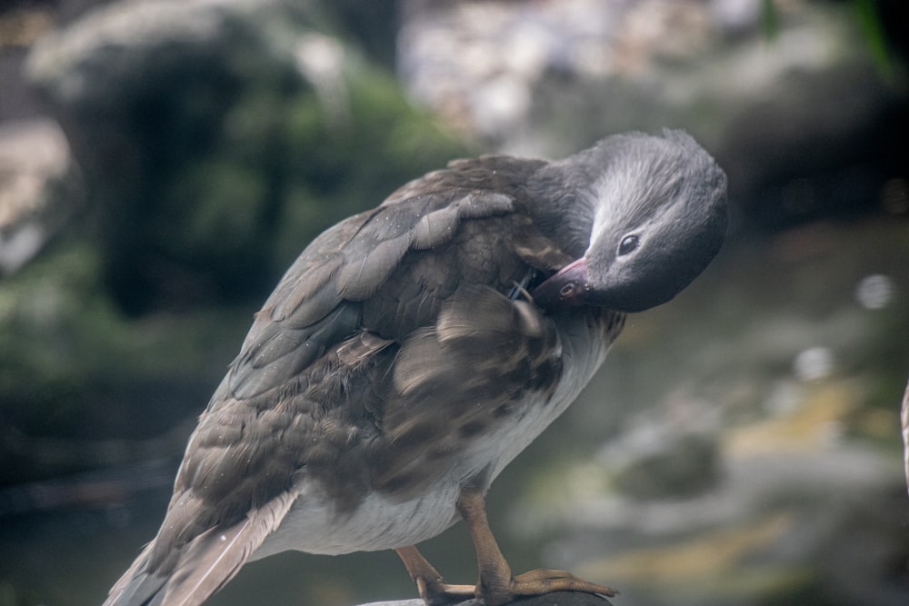 a small bird perched on top of a rock