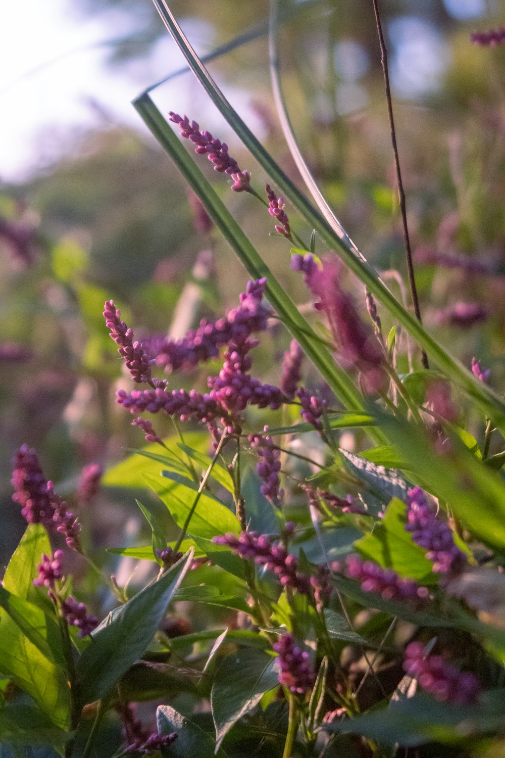 a bunch of flowers that are in the grass