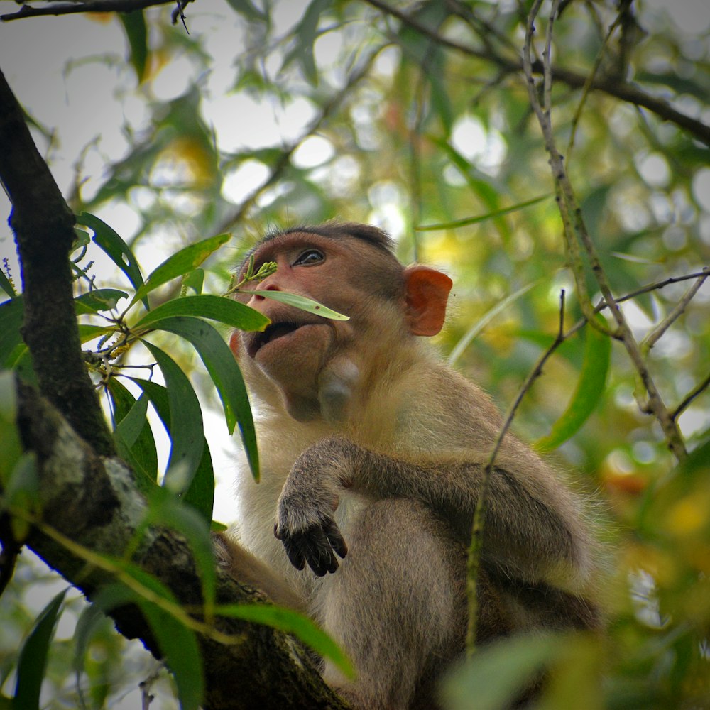 a monkey sitting in a tree eating a leaf