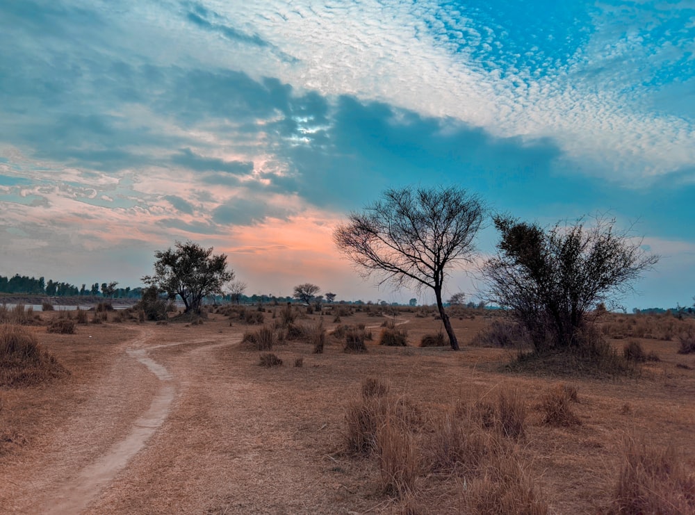 a dirt road in the middle of a field