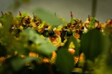 An artistic arrangement of gourmet appetizers with skewers and garnishes. Fresh greens, sliced mushrooms, and olives are visible, along with a focus on presentation. Foreground shows blurred greenery adding depth.