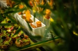 An arrangement of small gourmet appetizers placed on a buffet table includes toasted bread slices topped with lettuce, sliced ham, and black olives, as well as crispy wrapped spring rolls displayed in elegant white trays and wine glasses. The vibrant green leaves partially obscure the view, providing a lush framing for the scene.