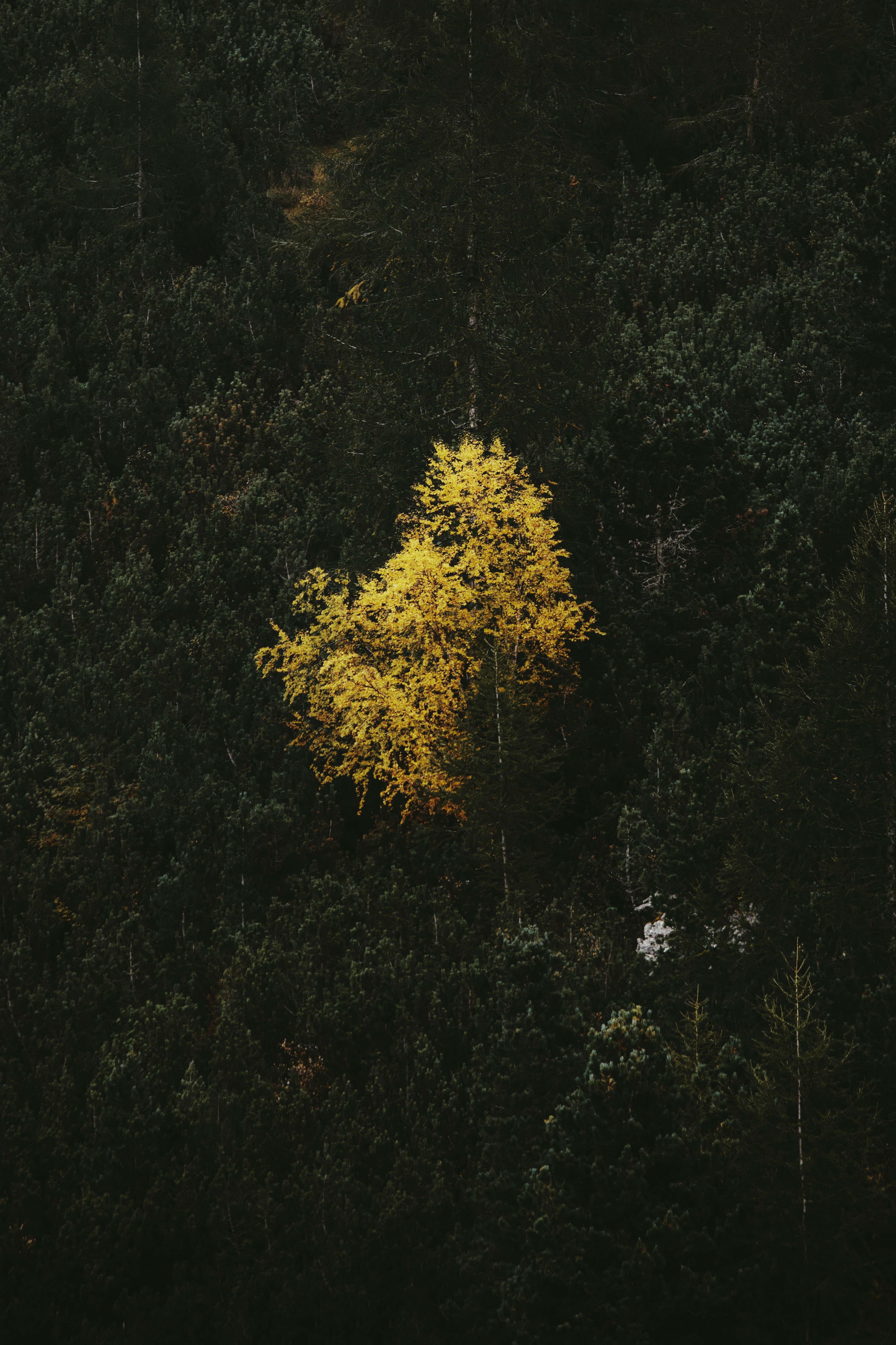 A yellow tree in the middle of a forest photo – Free Nature Image on ...