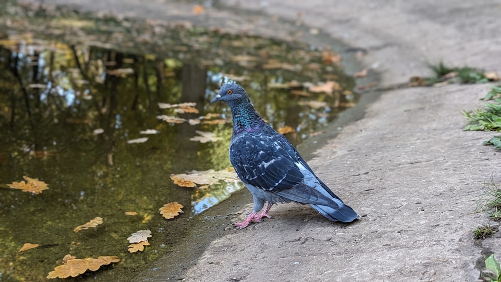 a pigeon is standing on the edge of a pond